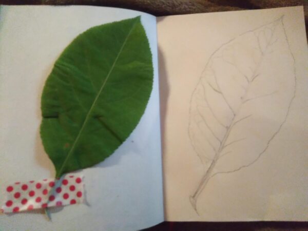 Nature Drawing workshop & meditation - Image 2