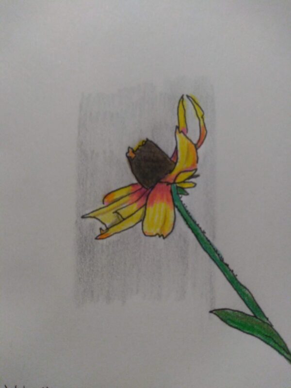 Nature Drawing workshop & meditation